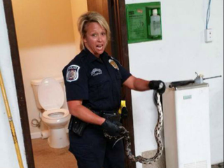 Illustration for article titled Man Finds Terrifying Venomous Snake Sticking Out of Toilet